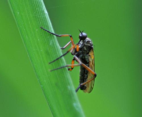 Empis opaca